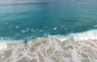 癒し動画 サーフィンするイルカ達 Esperance Australia