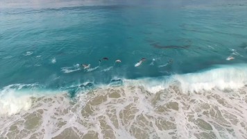 癒し動画 サーフィンするイルカ達 Esperance Australia